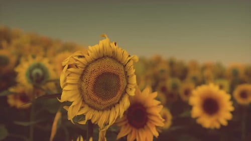 Golden Sunflowers Swaying Gently in Field at Sunset