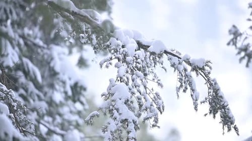Schneebedeckter Baum im Schneefall