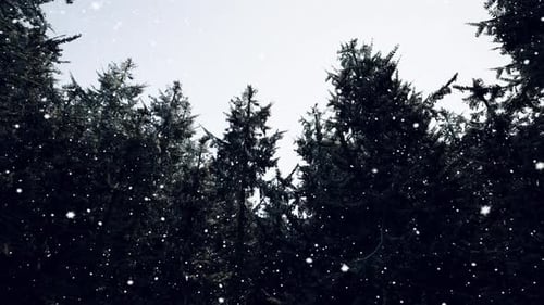 Winter Forest in the Snow