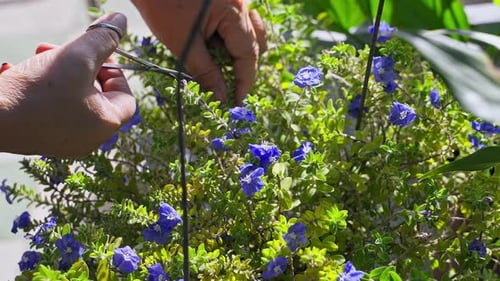 Geschickter Gärtner schneidet an einem sonnigen Tag eine blaue Blume von Hand ab