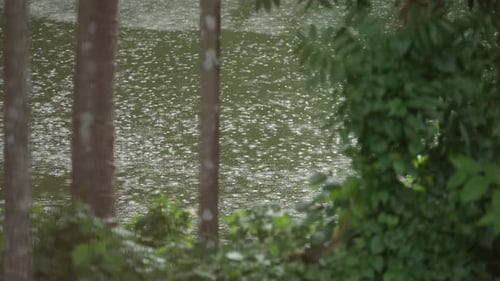 Es ist Regen im Wald.