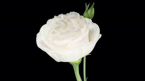 Beautiful White Eustoma Russellianum (Lisianthus) Flower on a Black Background Close Up