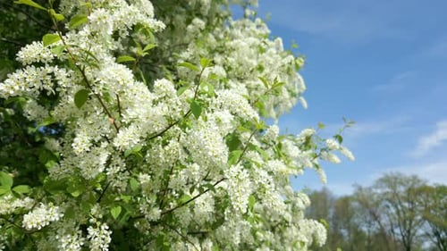 The Blooming Trees with White Flowers in Spring Natural Background