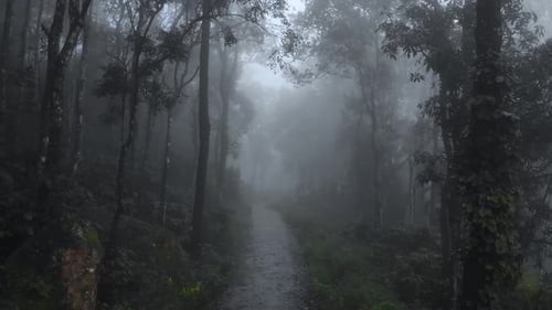 4k Aerial Crane Shot of a Dark Eerie Rain Forest with trees covered in Fog