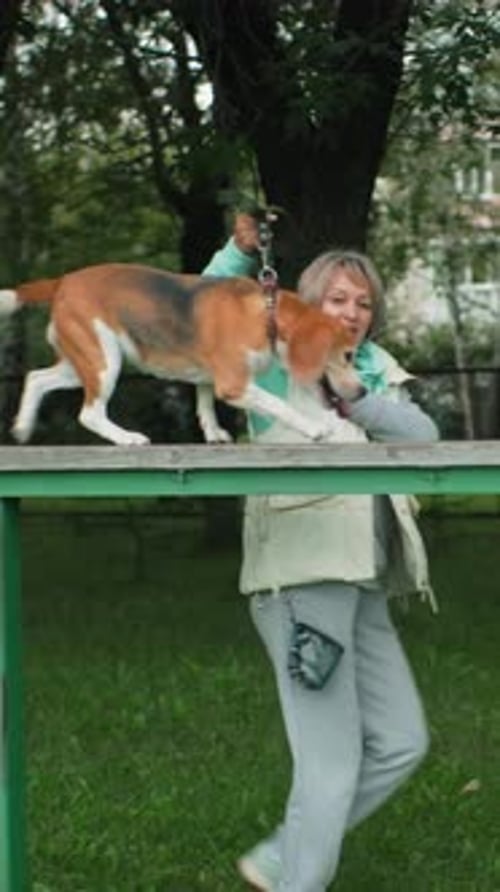 Woman Walks Dog Across Agility Course Obstacle