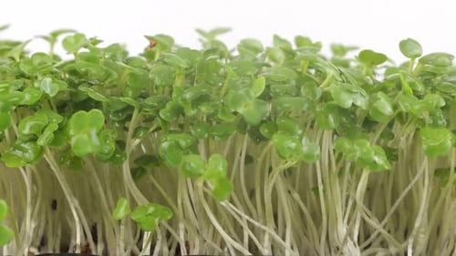 Close-Up of Fresh Microgreens Growing