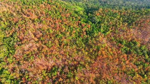 Vista aérea del vibrante y colorido bosque caducifolio de Tailandia. 4K.