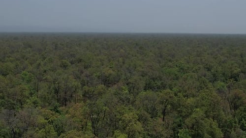 dense forest