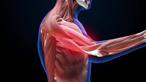 Human Arm Muscle Anatomy with Pain Highlight 3D Animation