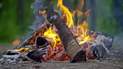 Campfire in the Forest