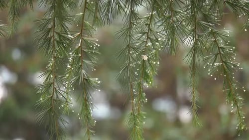 Coniferous Needles with Water Droplets