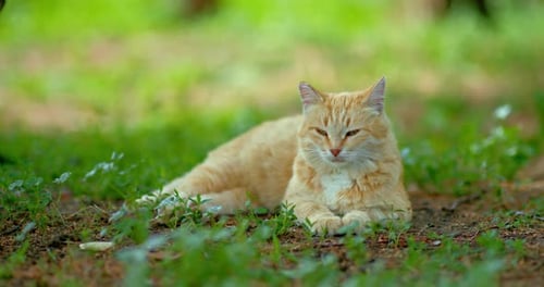 Relaxed Orange Cat Resting in Green Grass
