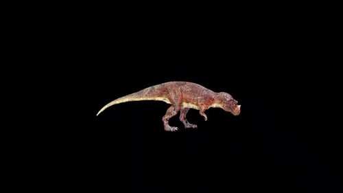 Les cératosaurus sauvages mangent