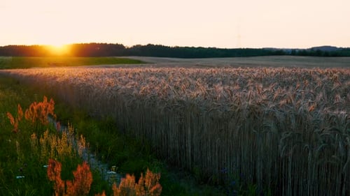 The golden field at sunrise. A calm movement of the camera from the bottom to the top. Green grasses