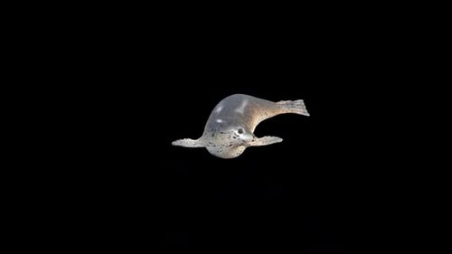Seal Land Idle