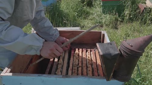Beekeeper Tending Bees in Rural Apiary