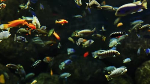 Coloridos cíclidos africanos nadando en un gran acuario de agua dulce