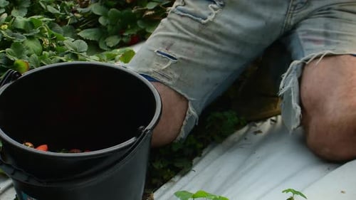 Hand-Picking Ripe Organic Strawberries on a Farm During Harvest Season