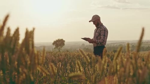 Agronimist Farmer Examining Field with Wheat
