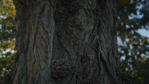An old tree trunk in the forest. The beauty of nature. Handheld, parallax