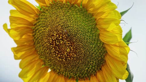 Honey Bee on Bright Yellow Sunflower Close-Up