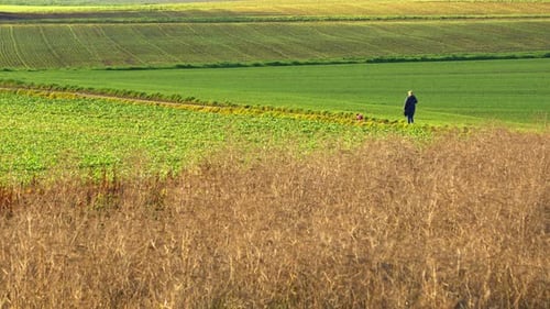 Walking In Fresh Air In Green Farm Field 1