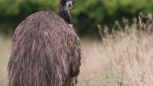 Giant flightless native Australian emu eating and turning to look at camera tilt up shot