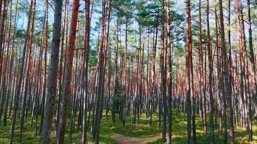 Tall trees in a forest with a clear path on a sunny day.