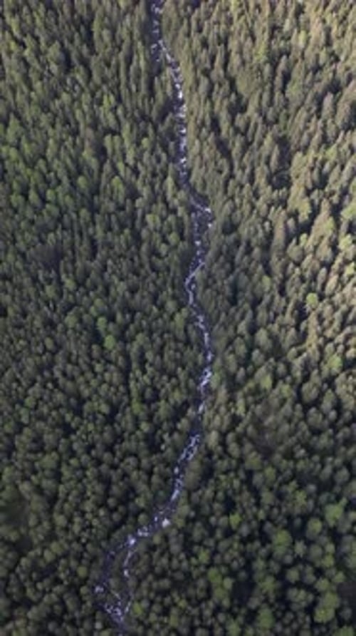 Ein Video über einen Wald in der Nähe des Poprad-Sees, einem Ziel im Nationalpark Hohe Tatra, Slowakei