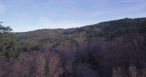 Drohnenaufnahme eines riesigen Waldes mit teilweise abgestorbenen Bäumen, der sanfte Hügel in einem wilden Nationalpark bedeckt; dro