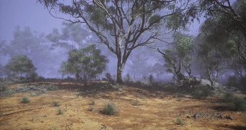Realistic Misty Forest Landscape with Eucalyptus Trees