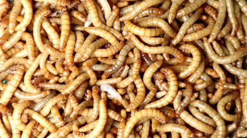The Swarm Wriggling Mealworms Moving in a Massive Live Culture