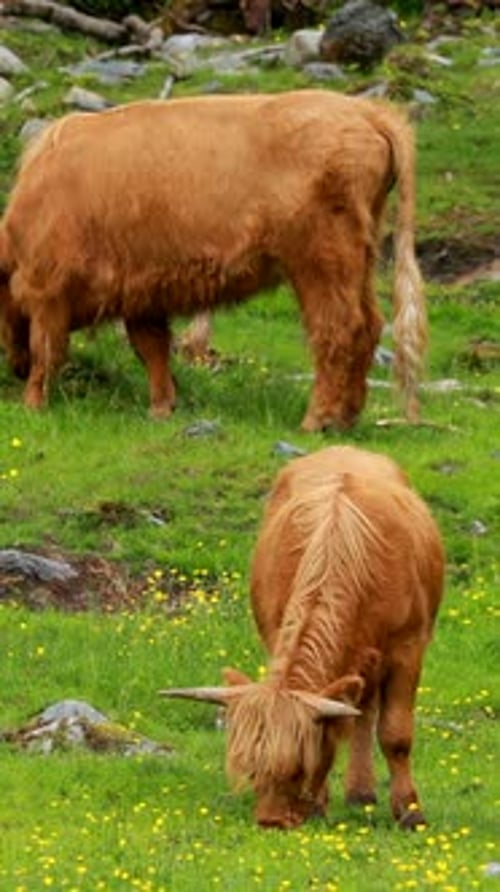 Highland Cattle Grazing in a Flower Meadow