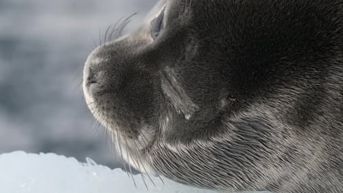 Close Up Portrait of Seal Resting on Floating Ice Block in the Arctic Sea