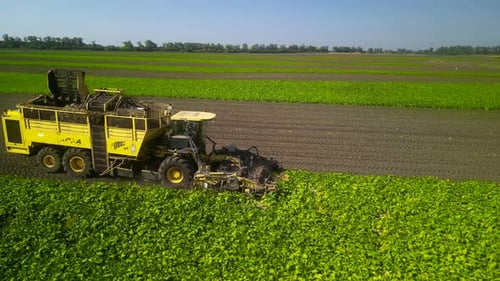 Combine harvesting sugar beet aerial view