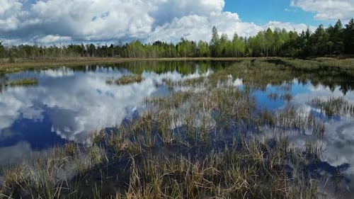 Bog Lake Landscape with Forest