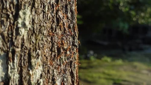 Close-up of red ants moving across rough tree bark in warm natural light, capturing insect