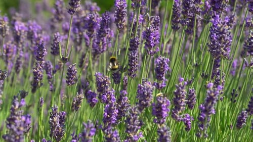 Bee pollinates lavender in a meadow, lavender flowers sway in the wind. Bee flying into lavender