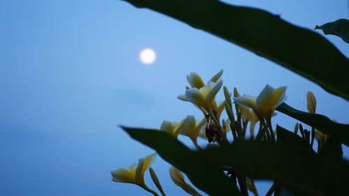 beautiful white flowers at night