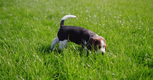 Beagle Puppy Exploring in Green Grassy Field