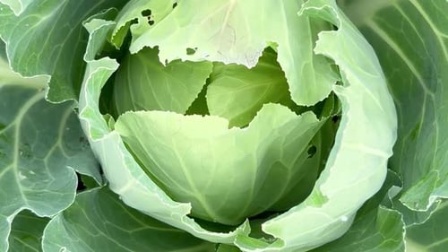 Closeup of a Large Fresh White Cabbage