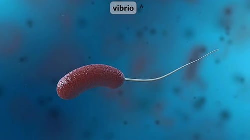 Animated Vibrio Bacterium Microscopic View