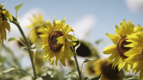 blooming sunflower on the field