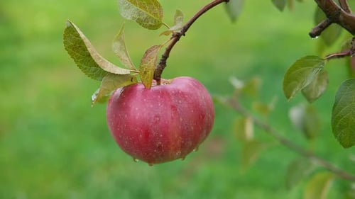 Ripe Apples in the Apple Orchard Before Harvesting Big Red Delicious Apples Hanging From a Tree