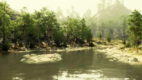 A River Running Through a Forest Filled with Lots of Trees