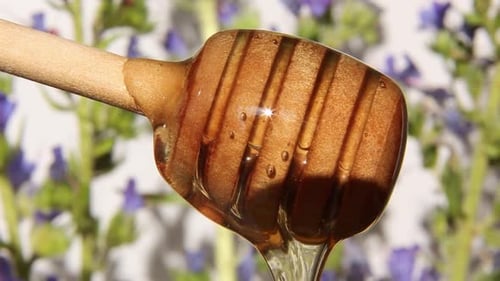 Fresh Transparent Golden Honey Flows Slowly Continuously Down in the Sunlight