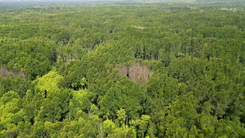 Ein Wald mit vielen Bäumen und ein paar trockenen Bäumen