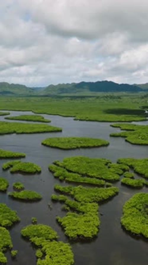 Mangrove Forest Waterways with Calm River System Siargao Philippines