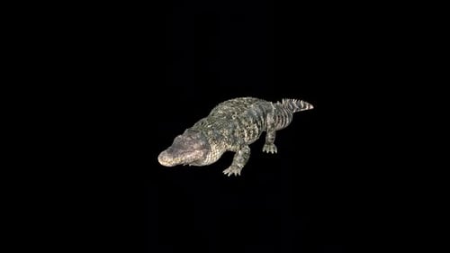 Saltwater Crocodile Idle