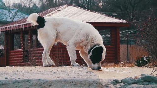 Hungry Homeless Big Dog on the Street in Winter Eats Food Slow Motion
